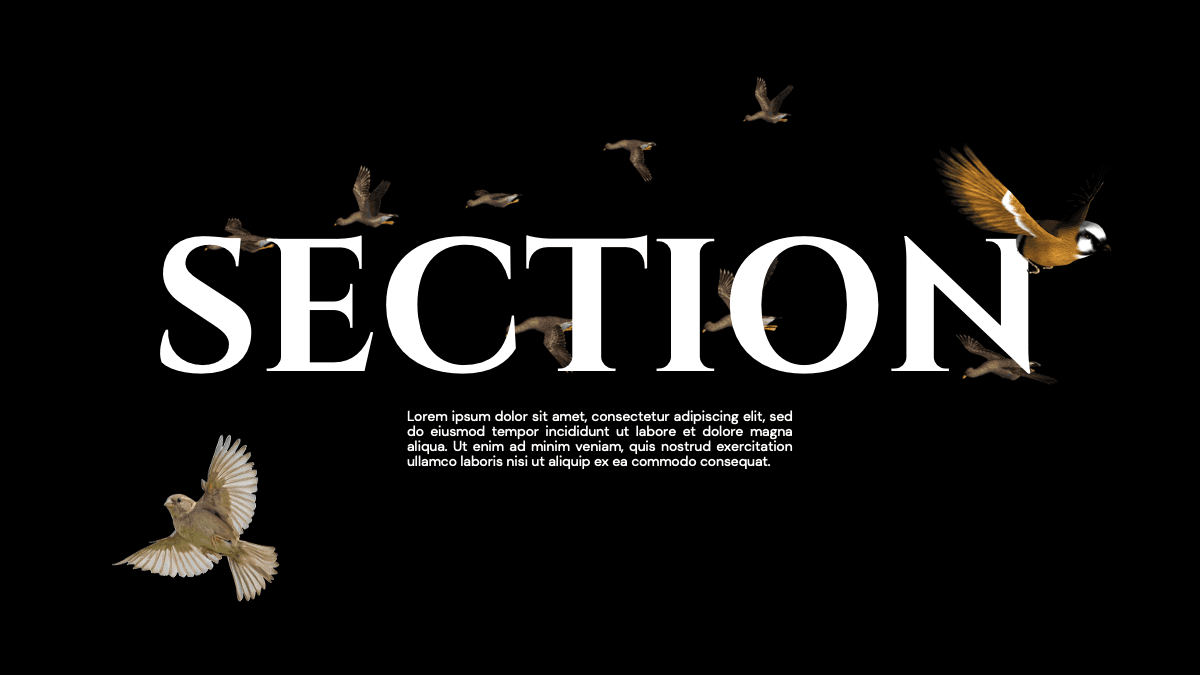 Dark background with white "SECTION" text and flying birds, Snow White PowerPoint Template layout with Lorem ipsum body text
