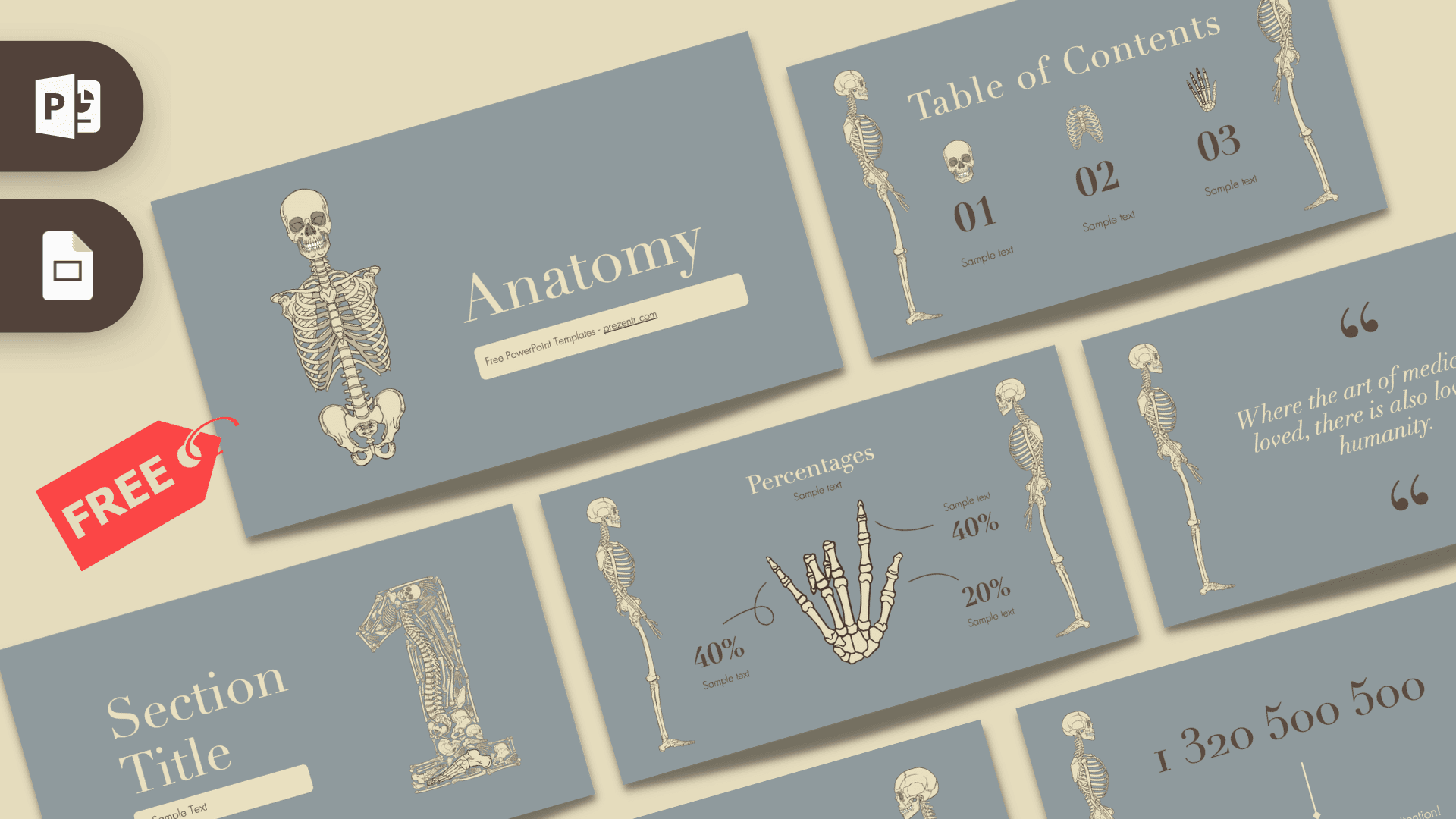 Anatomy PowerPoint Template cover slide with skeleton illustration and blue-gray design