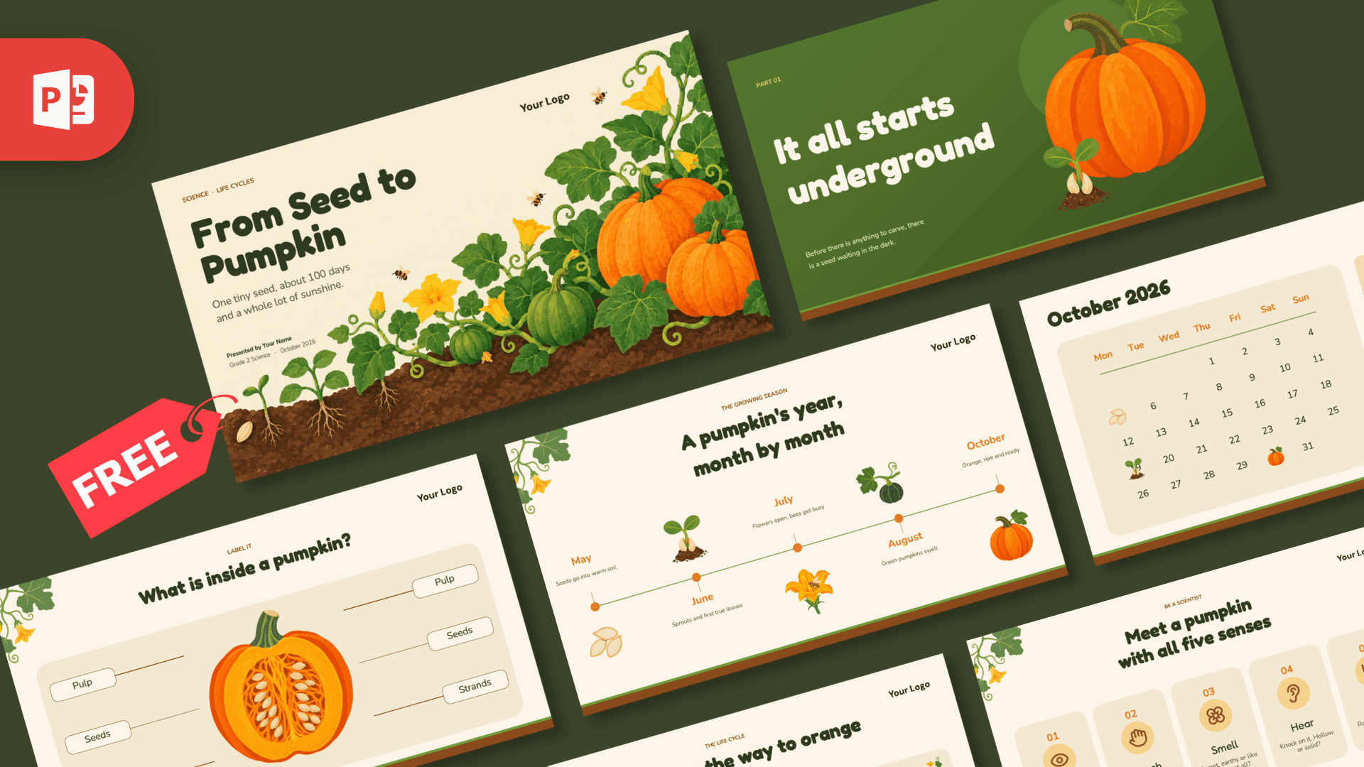 Pumpkin Life Cycle PowerPoint Template – preview of all slides